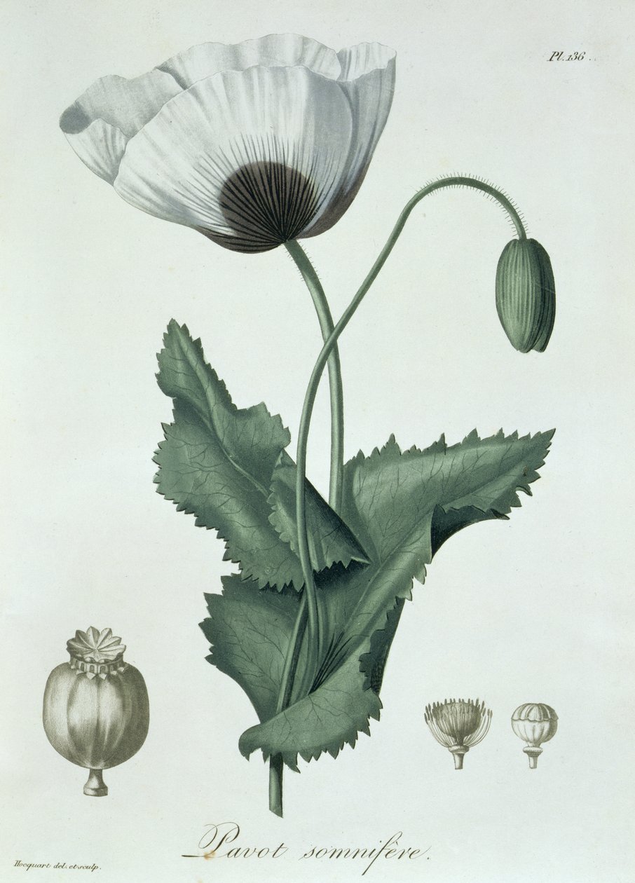 Joseph Roques (1772-1850) tarafından 1821