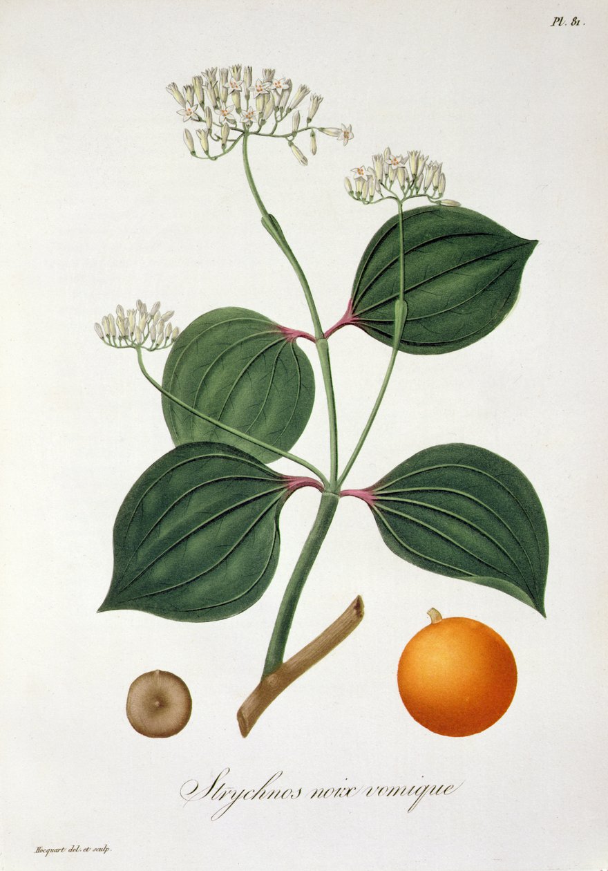 Joseph Roques (1772-1850) tarafından 1821