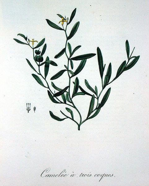 Joseph Roques (1772-1850) tarafından 