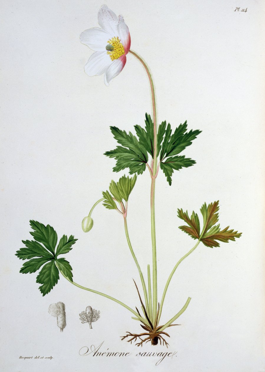 Joseph Roques (1772-1850) tarafından 1821