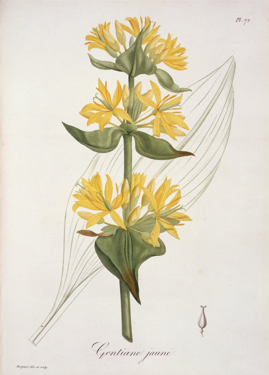 Joseph Roques (1772-1850) tarafından 1821