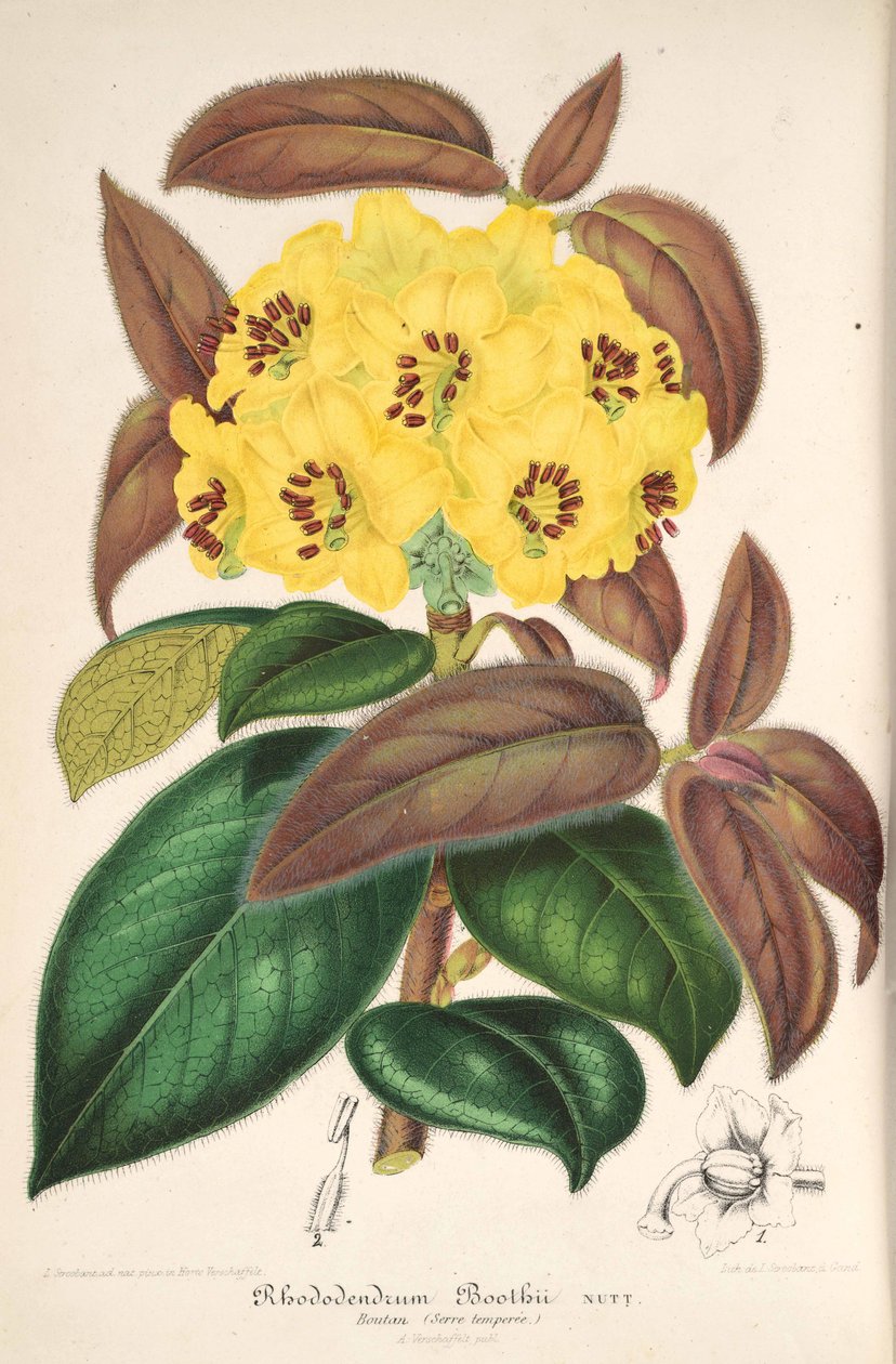 Ormangülü kabini by L’Illustration horticole