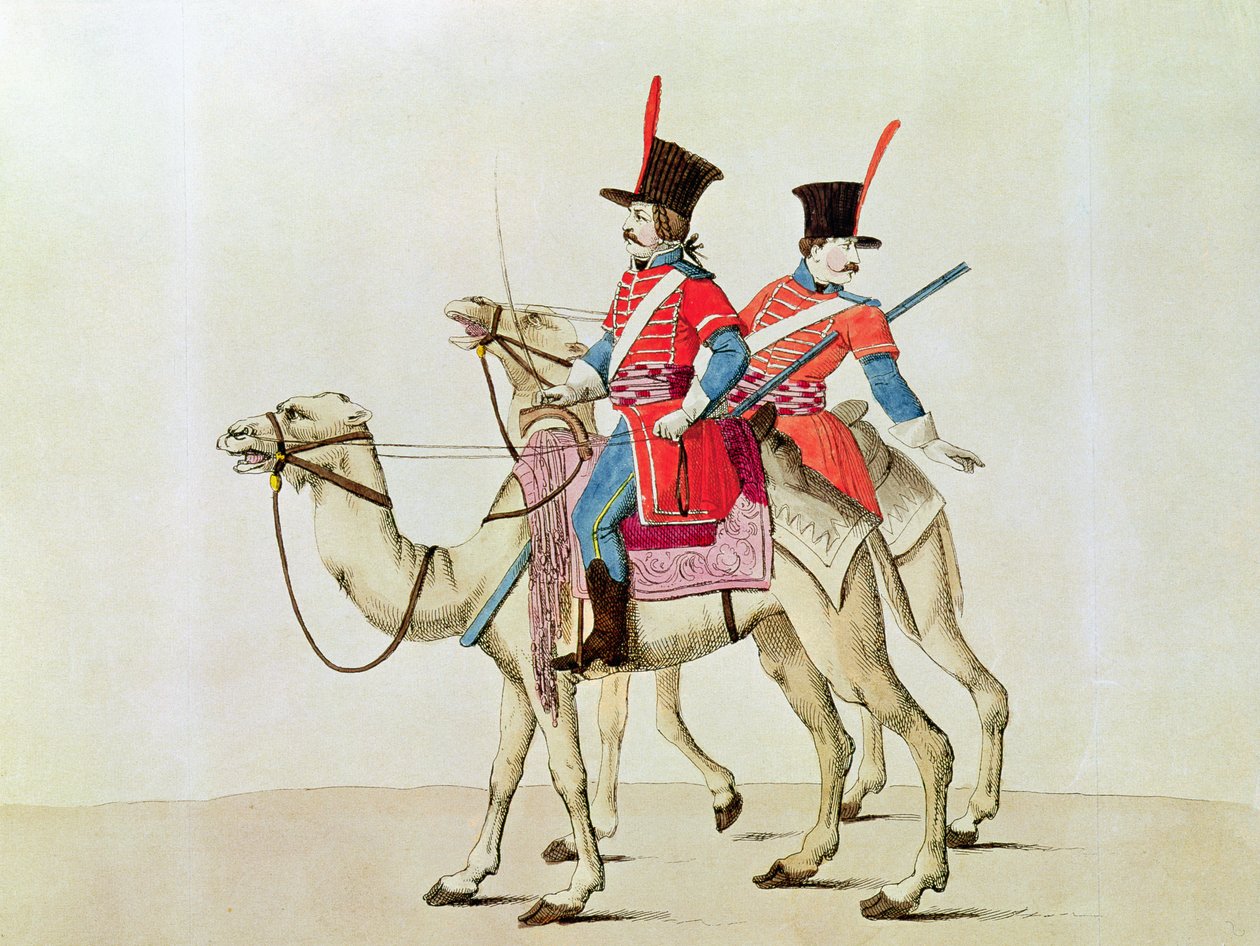 Dromedary Alayı