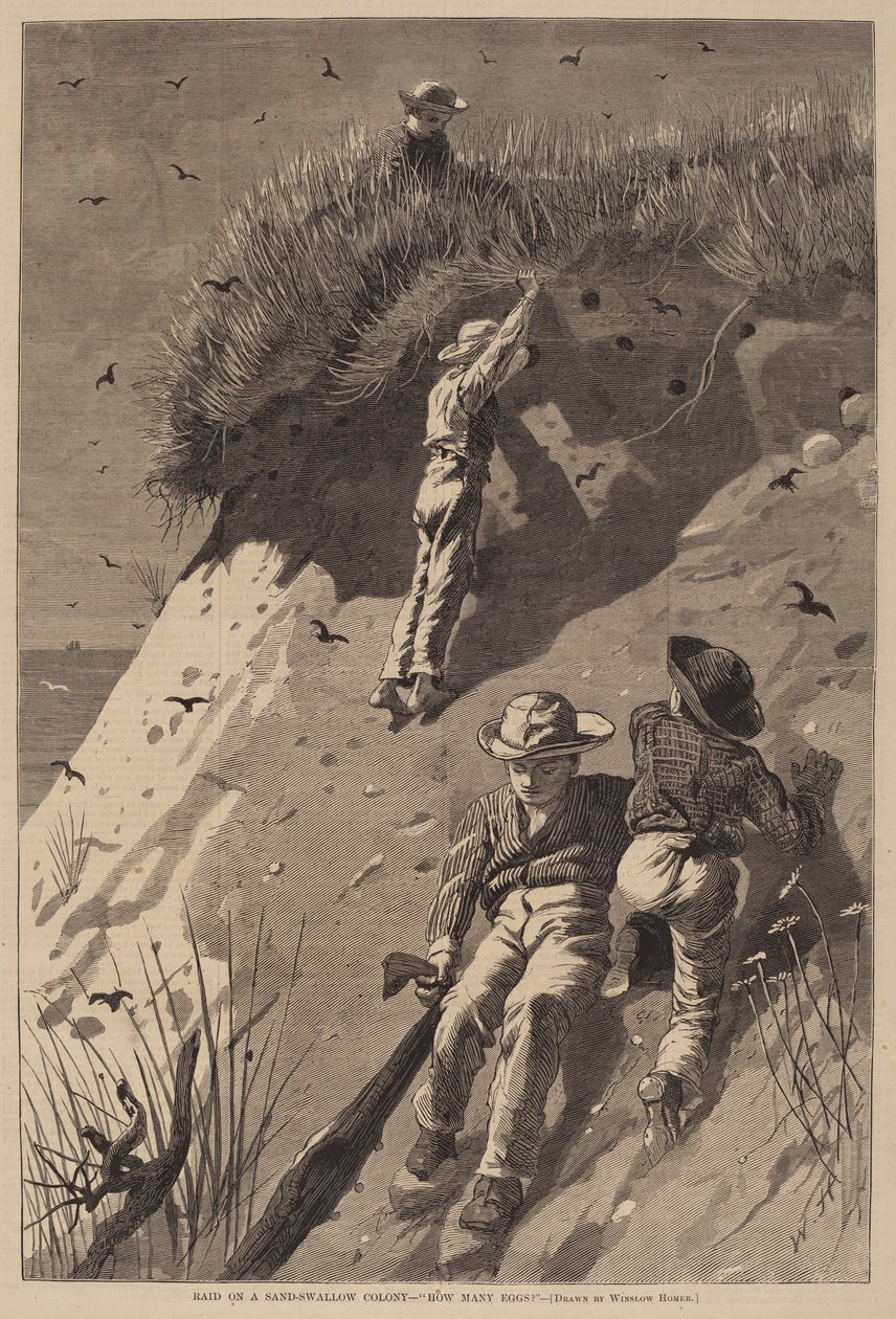 Kum Kırlangıç Kolonisine Baskın - "Kaç Yumurta?" by Lagarde after Winslow Homer