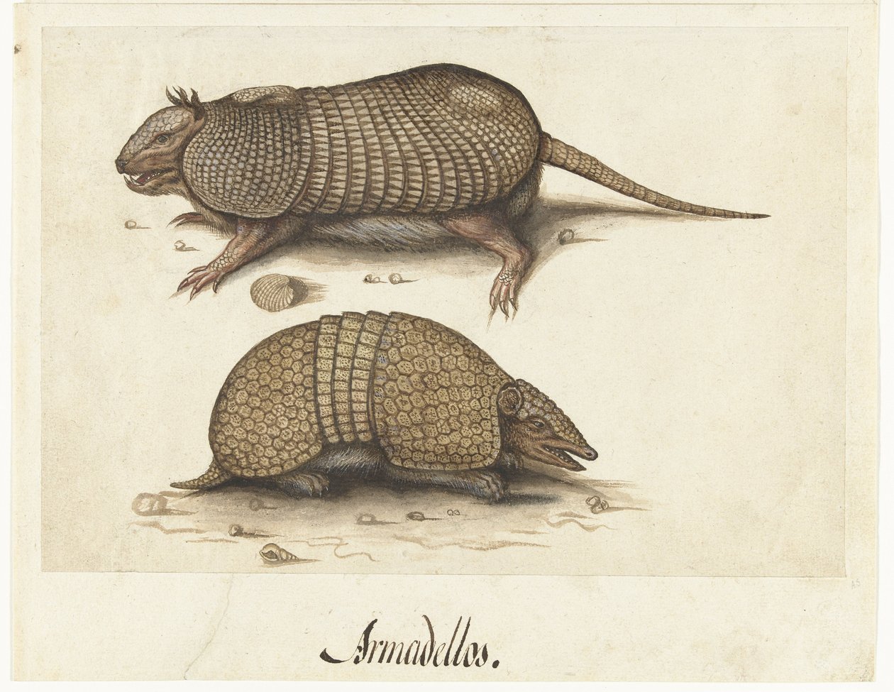 İki Armadillo Armadillo ile Albüm Sayfası by Lambert Lombard (rejected attribution)