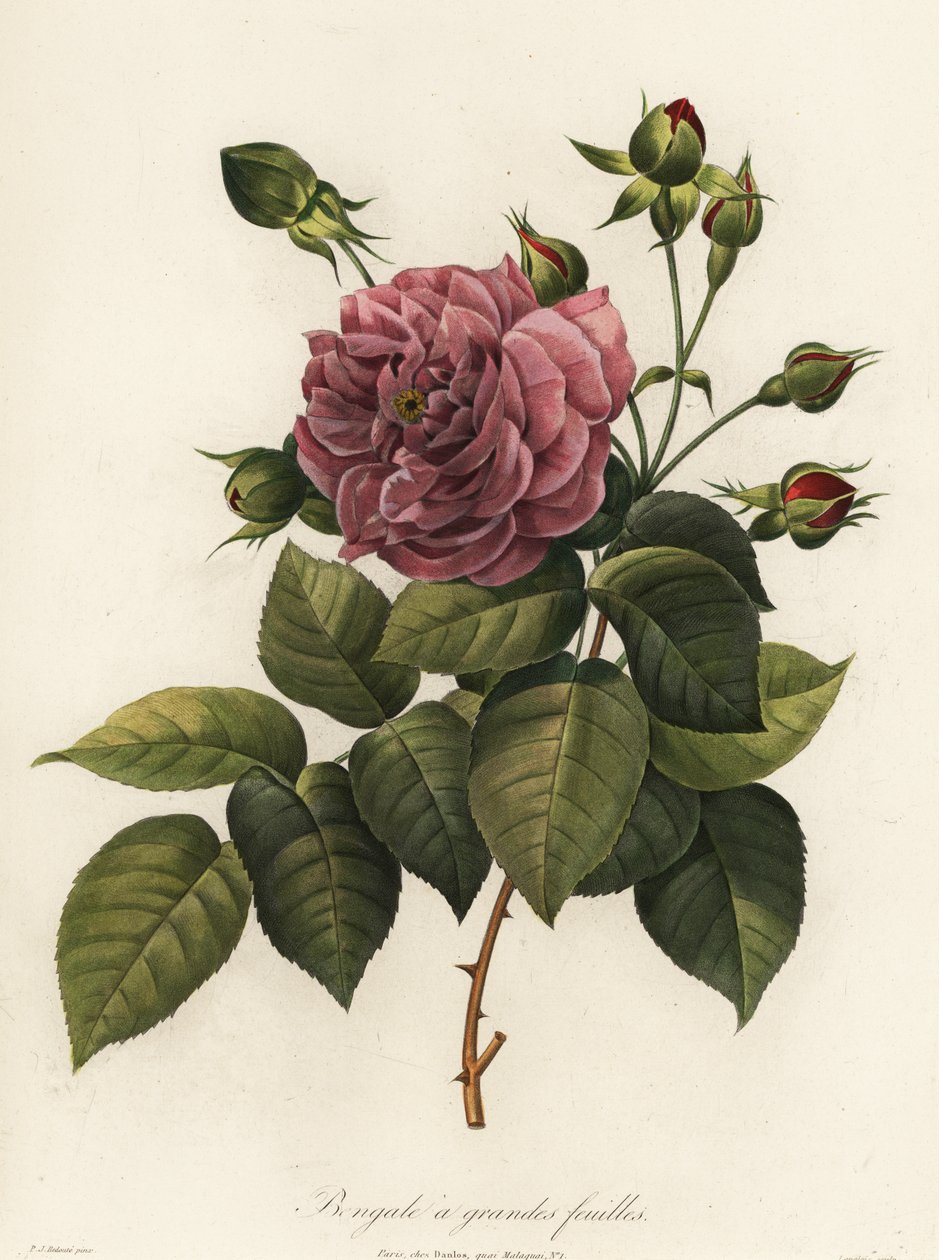 Bengal gülü, Rosa chinensis çeşidi, Büyük yapraklı Bengal by Langlois Langlois