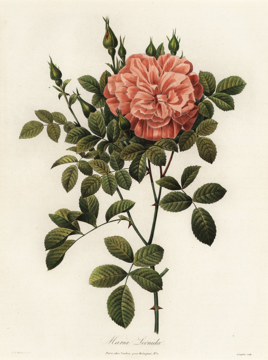 Maria Leonida, melez gül, Rosa bracteata çeşidi by Langlois Langlois