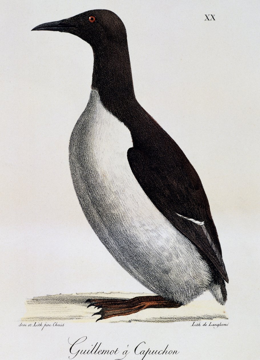 Dünya Çapında Pitoresk Yolculuktan Common Guillemot (Uria aalge) by Langlume Langlume