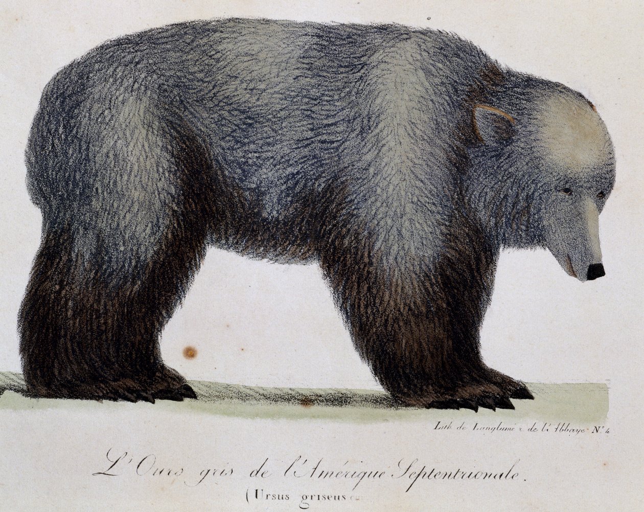 Boz ayı (Ursus griseus), Dünya Çapında Pitoresk Yolculuk