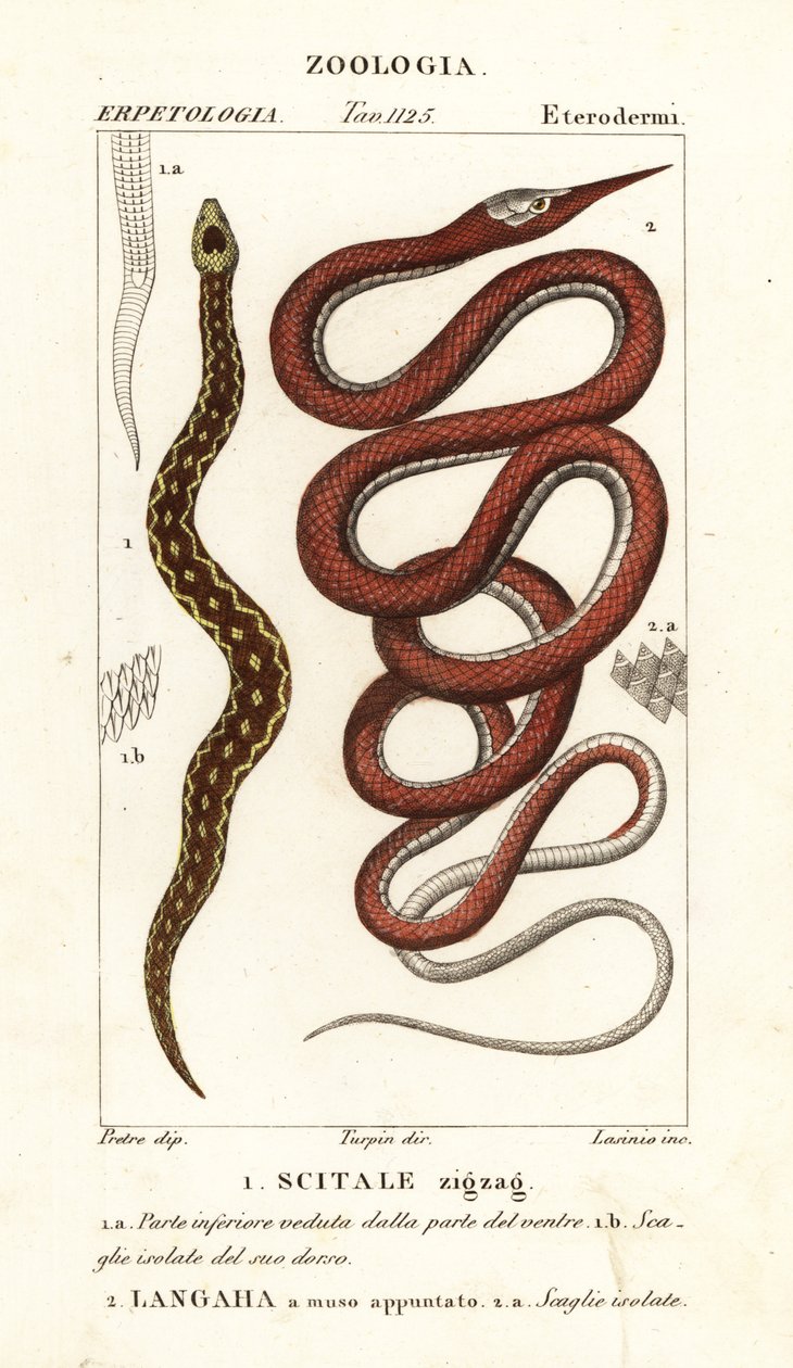Testere ölçekli Kamçı, Echis Carinats ౧ ve Madagaskar Leafnos Yılanı, Langha Madagascariensis by Lasinio Lasinio