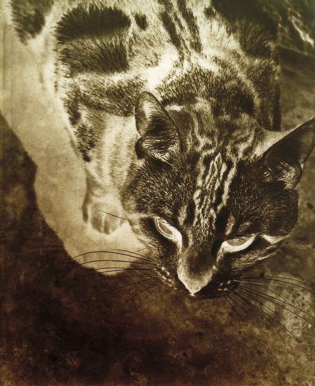 Kedi (negatif baskı) by Laszlo Moholy Nagy