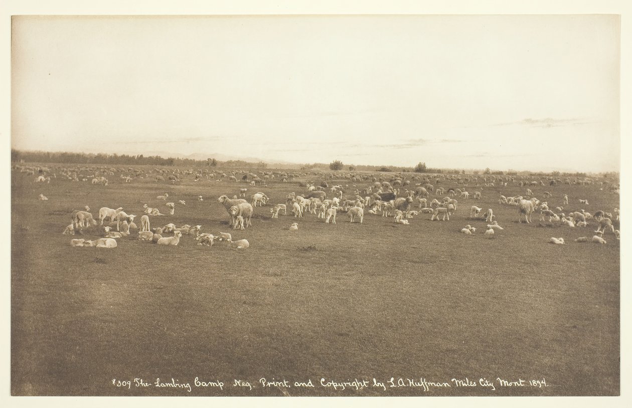 Kuzulama Kampı, 1894. by Laton Alton Huffman