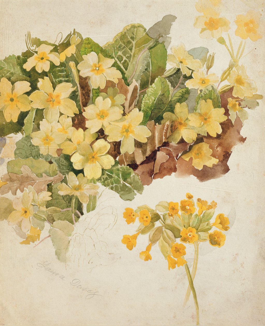 Primroses ve Cowslips Çalışması by Laura Darcy Strutt