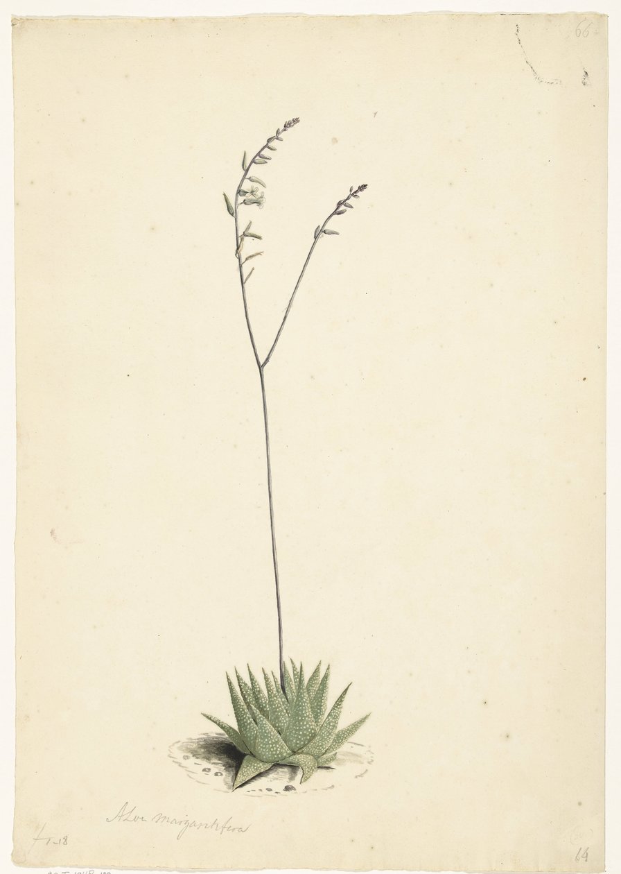 çiçekli Aloe by Laurens Vincentsz. van der Vinne