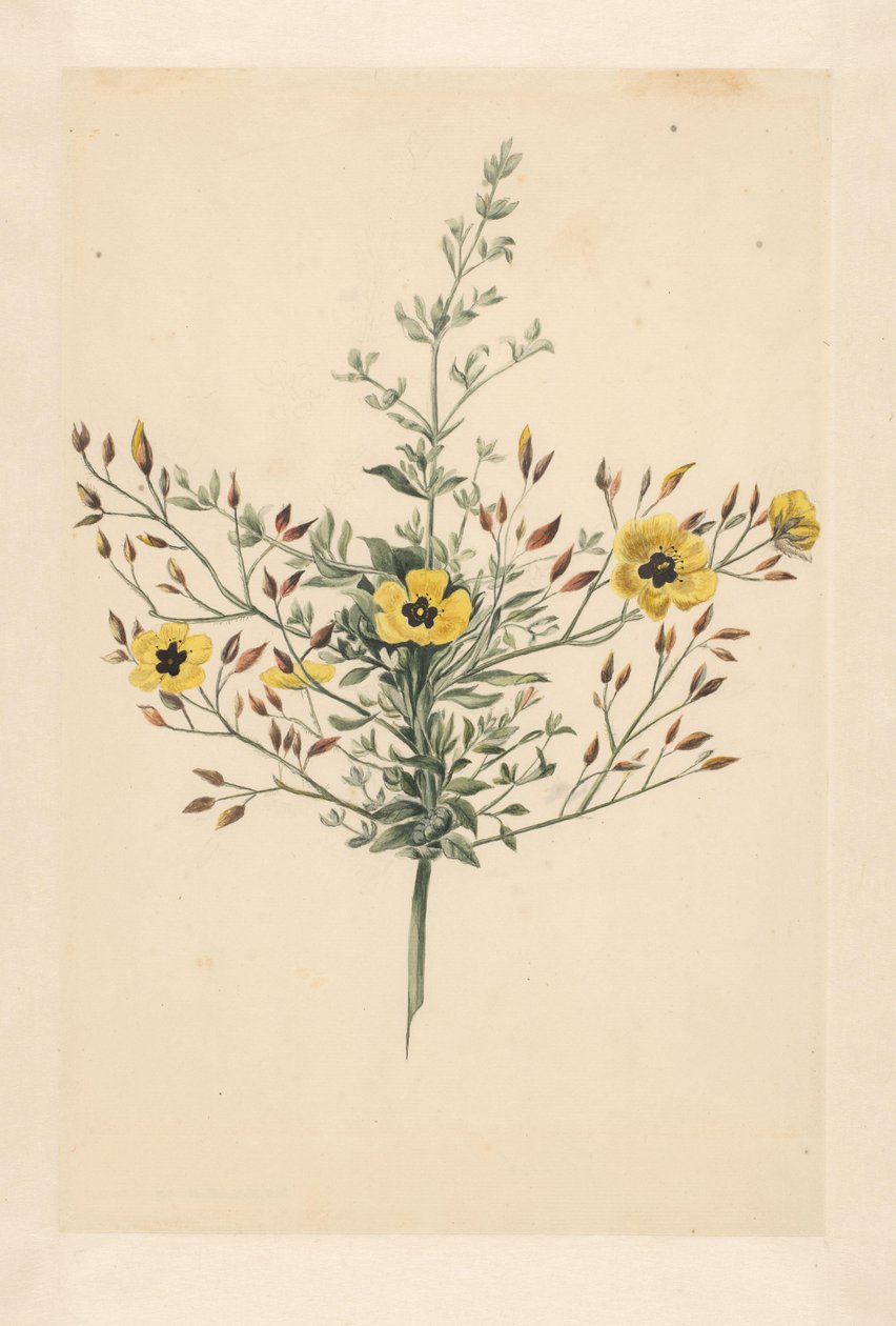 göksel gül by Laurens Vincentsz. van der Vinne