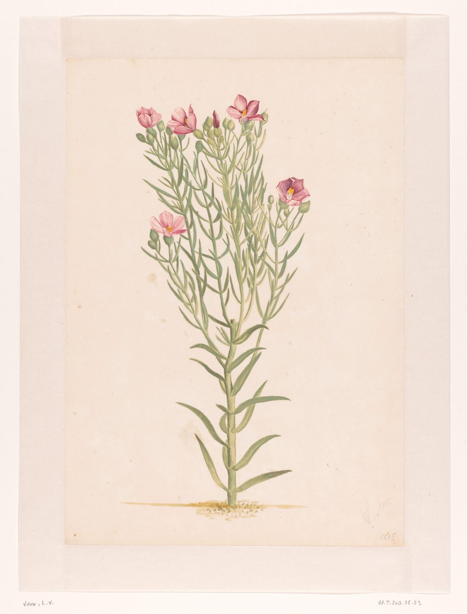 Pembe çiçekli bitki (nesnedeki başlık) by Laurens Vincentsz. van der Vinne