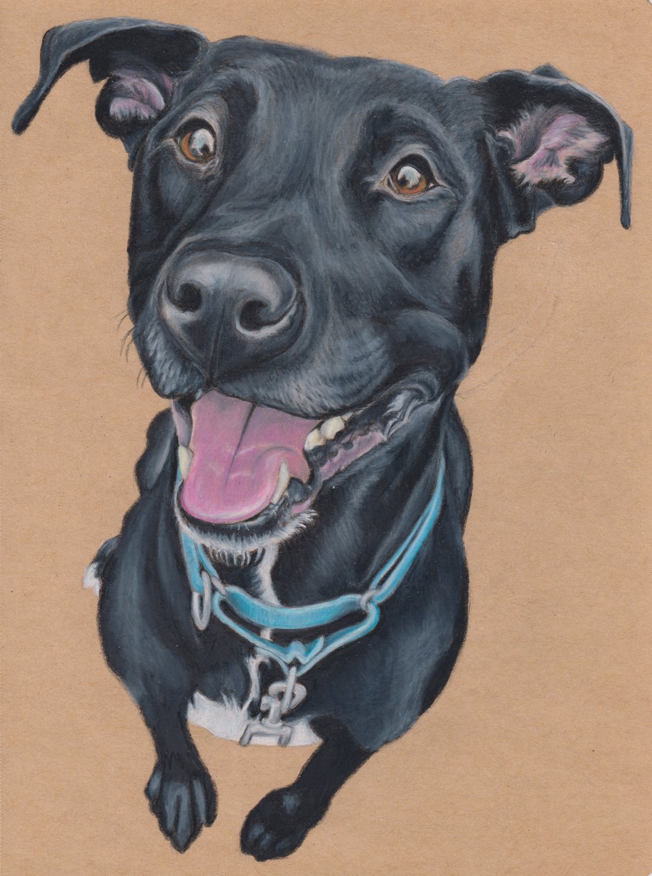 Tango, c.2024 (taba rengi sanat kağıdı üzerine renkli kalem) by Laurie Michaels