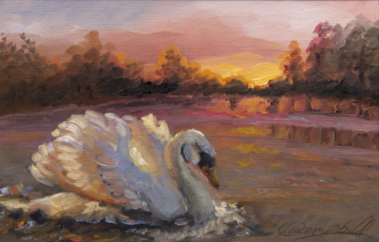 Swan at Sunrise, 2016, (kağıt üzerine yağlı boya) by Lee Campbell