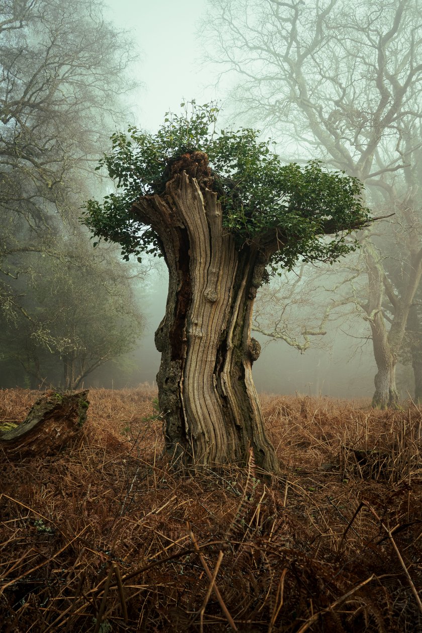 Antik Bonsai, 2025 (fotoğraf) by Lee Cooper
