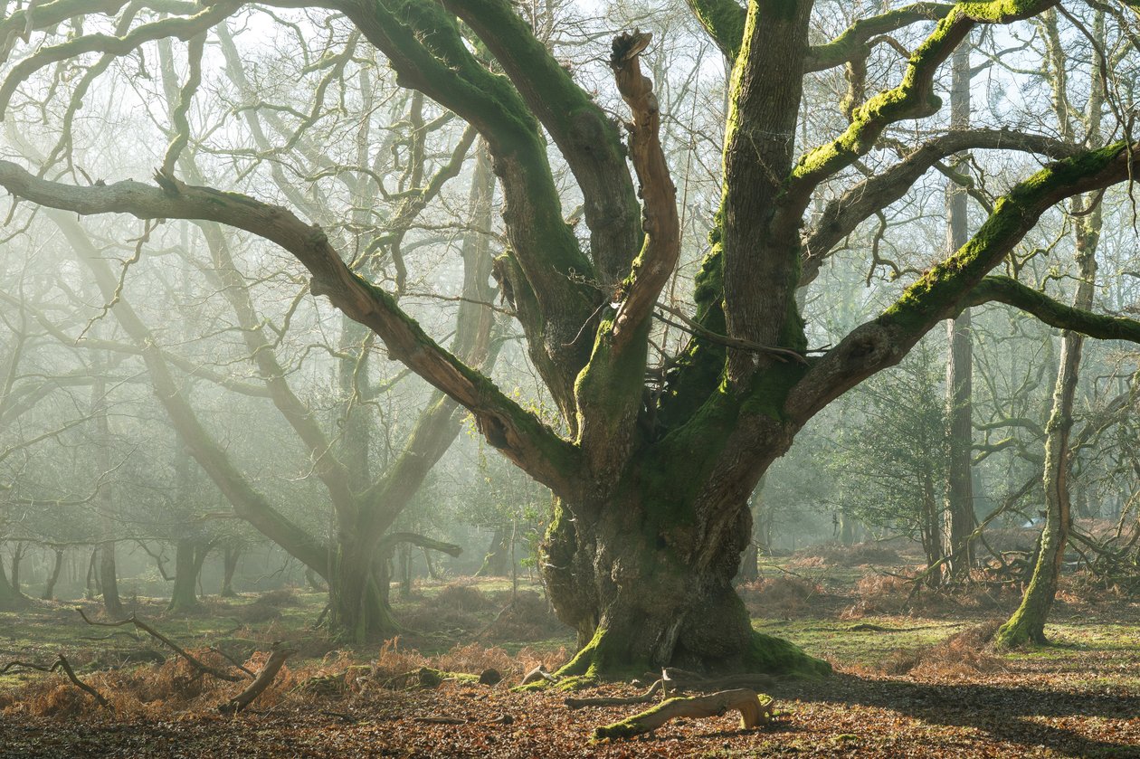 Ancient Brothers, 2025 (fotoğraf) by Lee Cooper