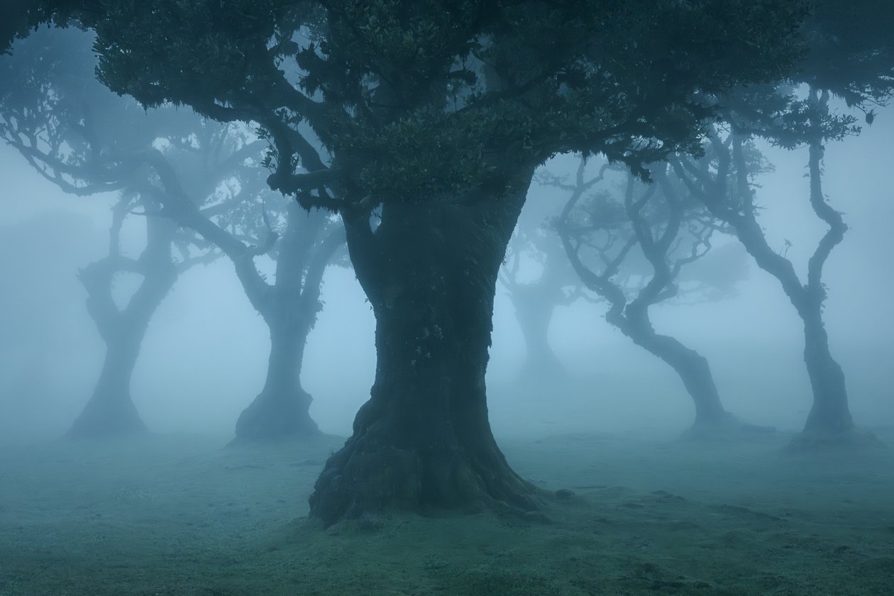 Ancient Order II, 2025 (fotoğraf) by Lee Cooper