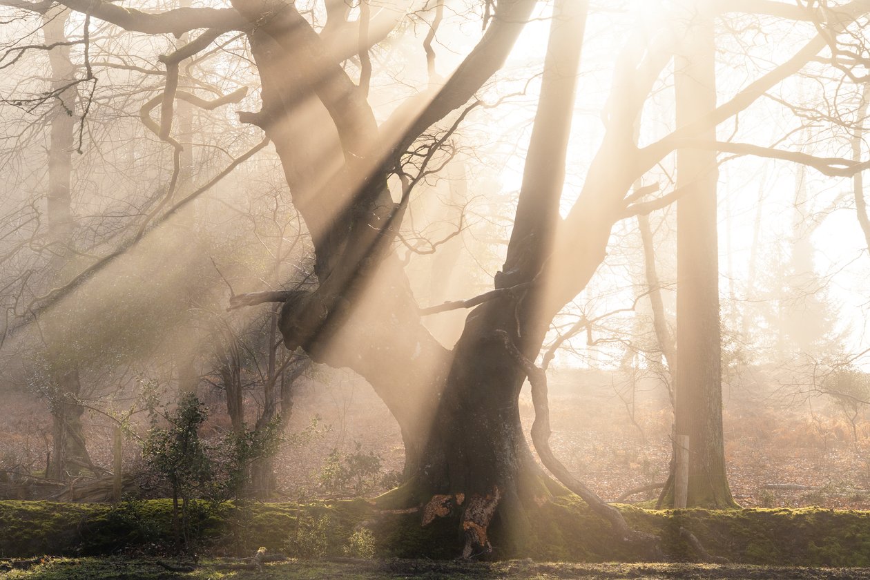 Beautiful Beams, 2025 (fotoğraf) by Lee Cooper