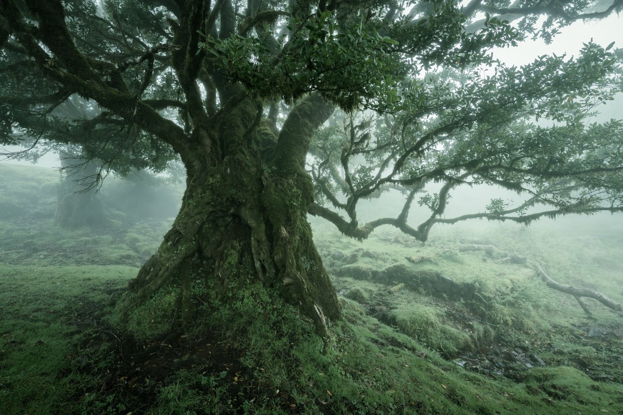 Bohemoth, 2025 (fotoğraf) by Lee Cooper