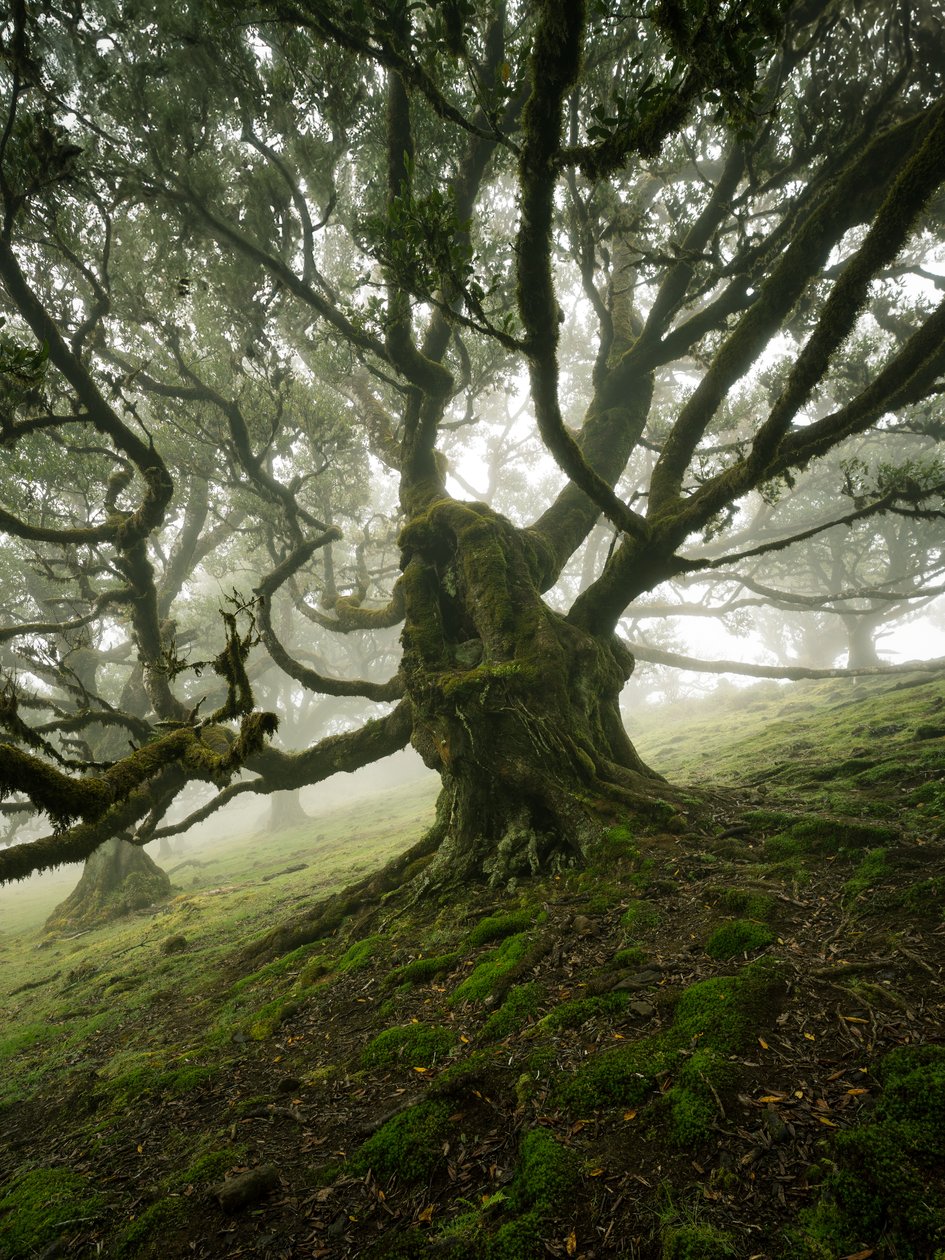 Canopy II, 2025 (fotoğraf) by Lee Cooper