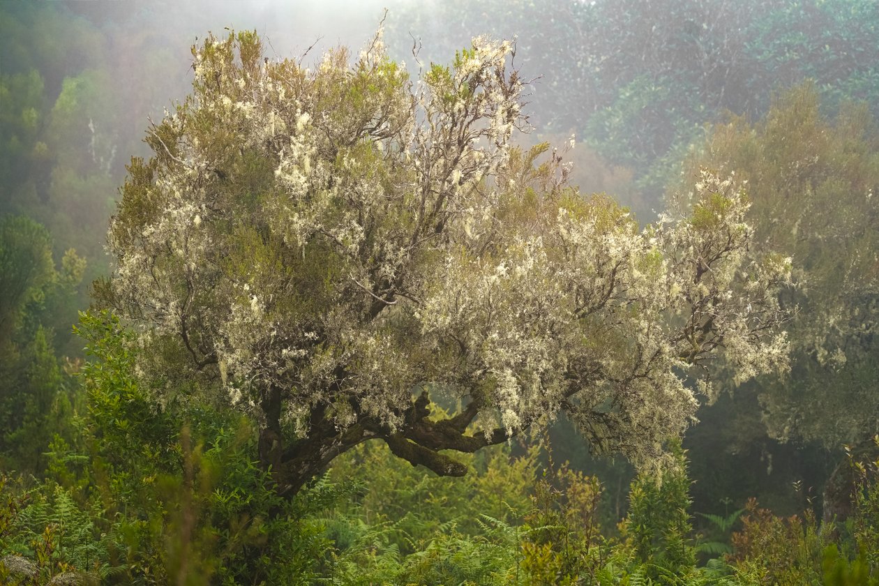 Delicate, 2025 (fotoğraf) by Lee Cooper