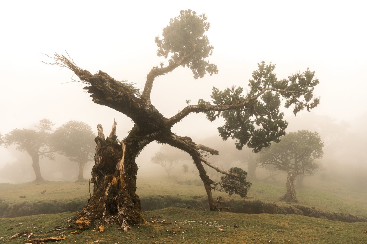 Fogborn, 2023 (fotoğraf) by Lee Cooper
