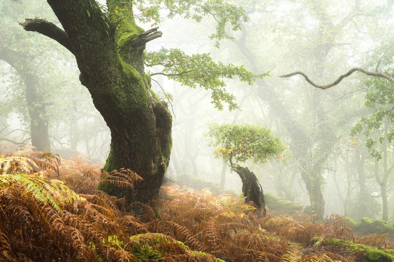 Hollowborn, 2024 (fotoğraf) by Lee Cooper