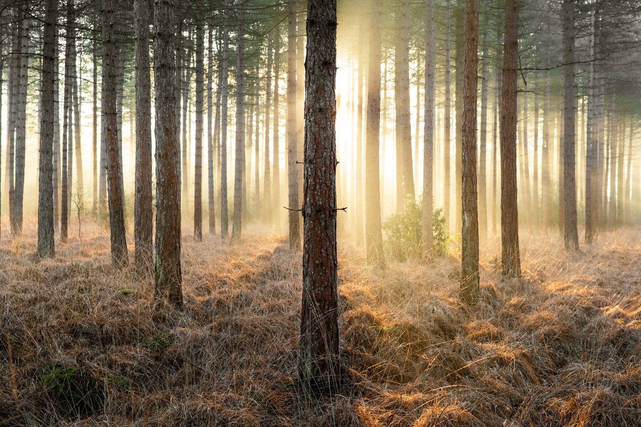 Mirkwood, 2025 (fotoğraf) by Lee Cooper