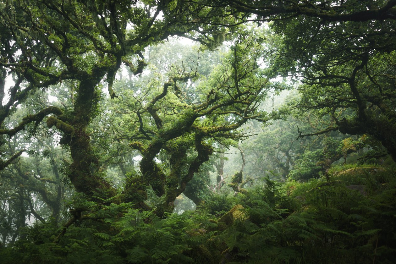 Nocturne Grove, 2020 (fotoğraf) by Lee Cooper