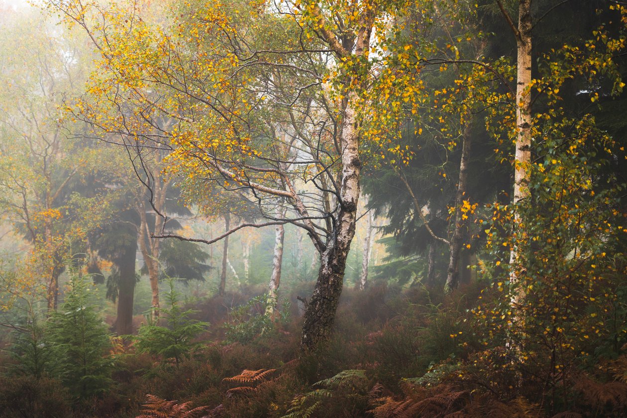 Tales of Madeira, 2024 (fotoğraf) by Lee Cooper