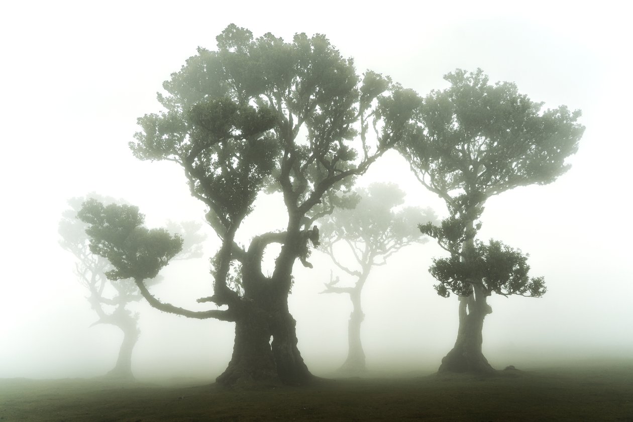Orman Kalıntıları, 2023 (fotoğraf) by Lee Cooper