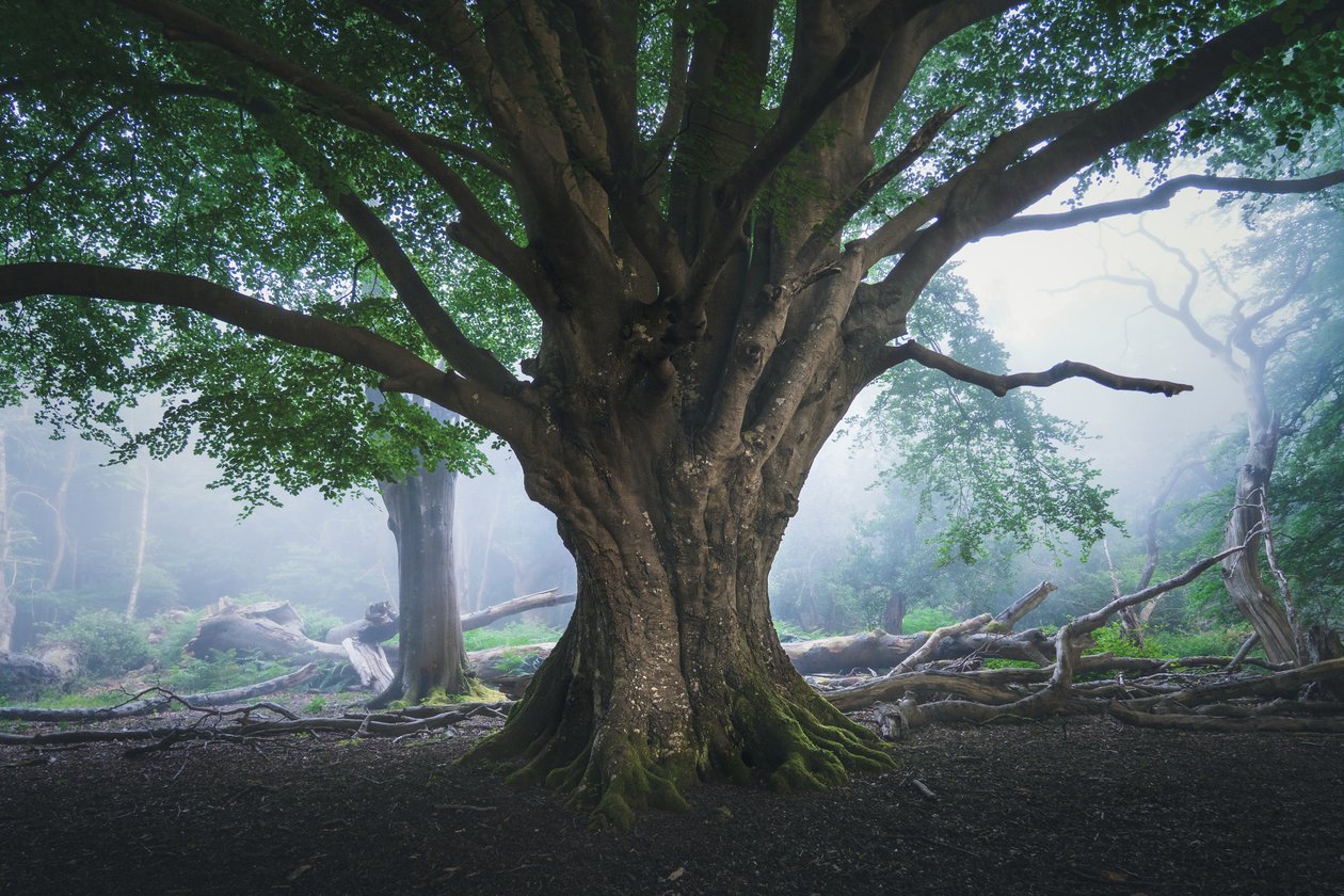 The Light That Waits, 2024 (fotoğraf) by Lee Cooper