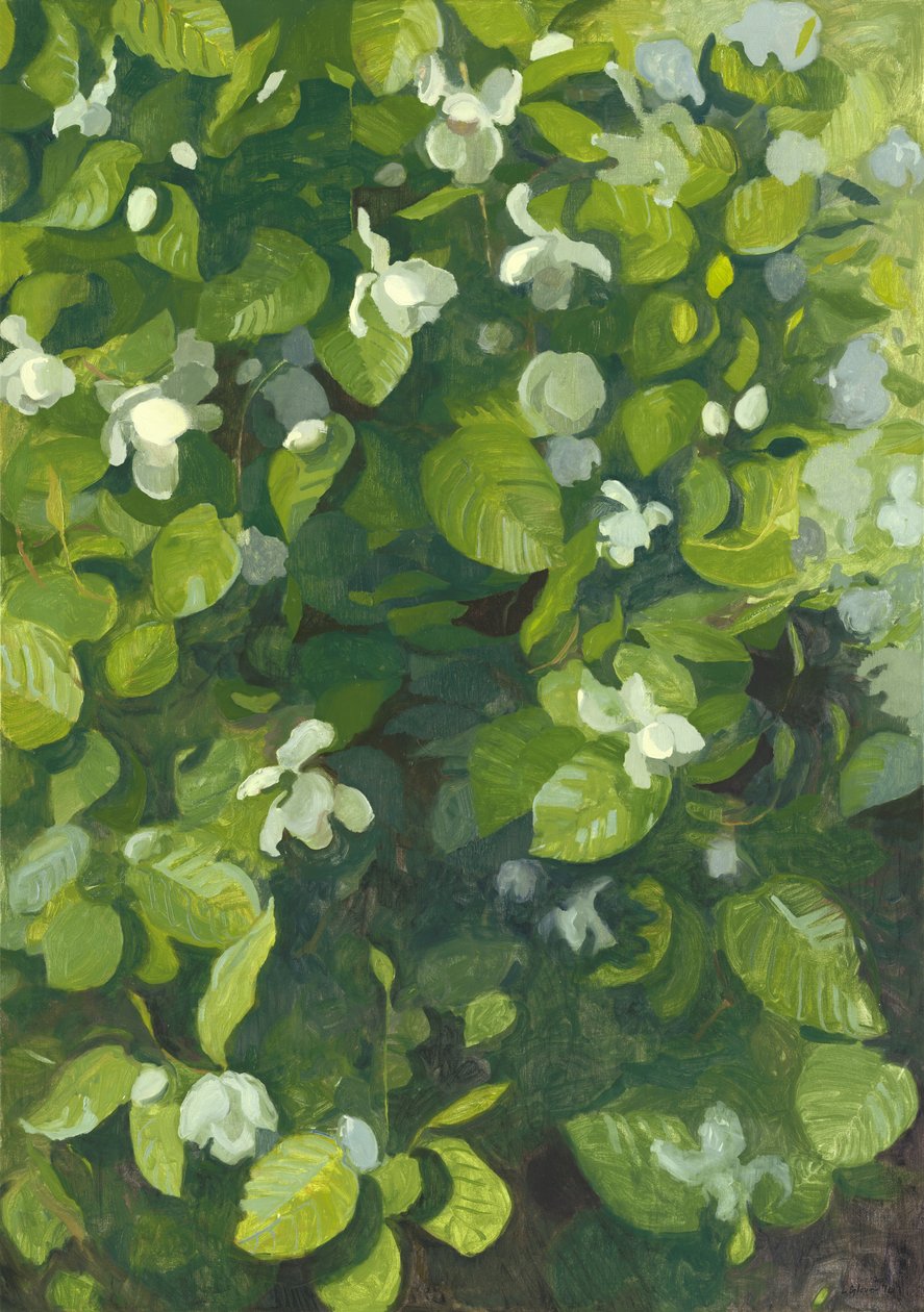 Manolya çiçek, 2014 by Leigh Glover