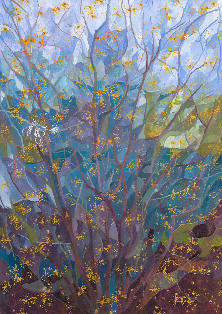 Çiçekteki Cadı Fındığı, 2015 by Leigh Glover