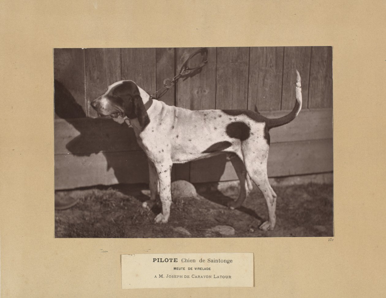 Pilot, Saintonge Köpeği, Virelade Paketi, AM Joseph de Carayon Latour by Leon Cremiere