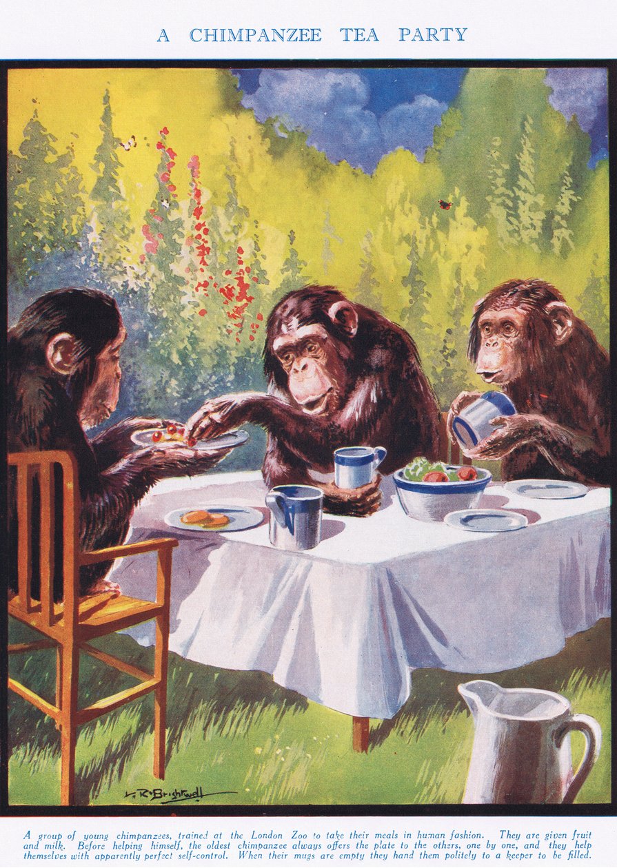 Bir Şempanze Çay Partisi, 