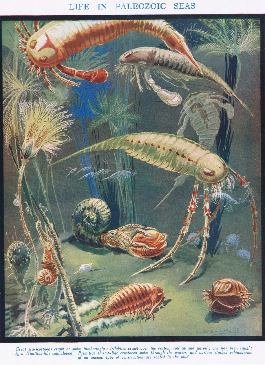 Paleozoik Denizlerde Yaşam, 