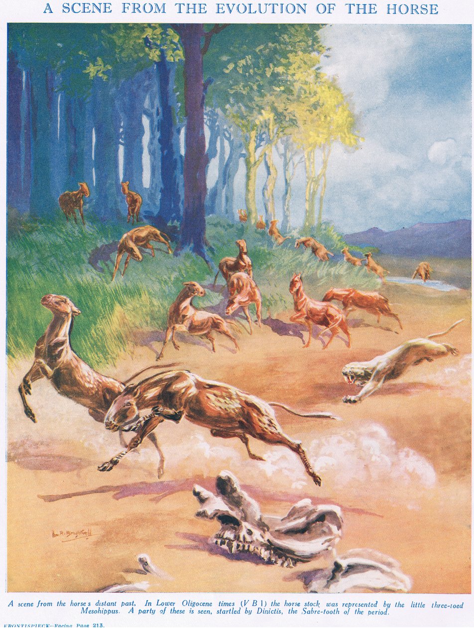 Mesohippus, 