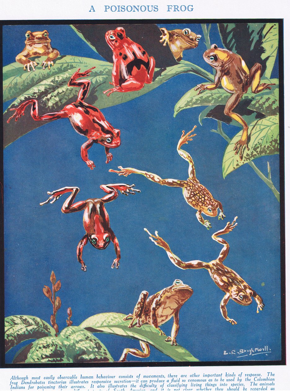 Zehirli Bir Kurbağa, 'Yaşam Bilimi'nden bir örnek by Leonard Robert Brightwell