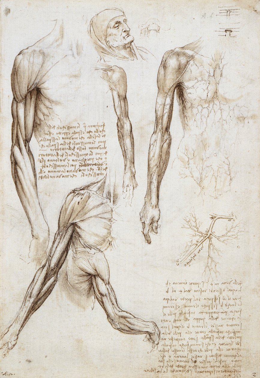 Göğüs Uzunluğunda Ölü veya Can çekişen Adam by Leonardo da Vinci