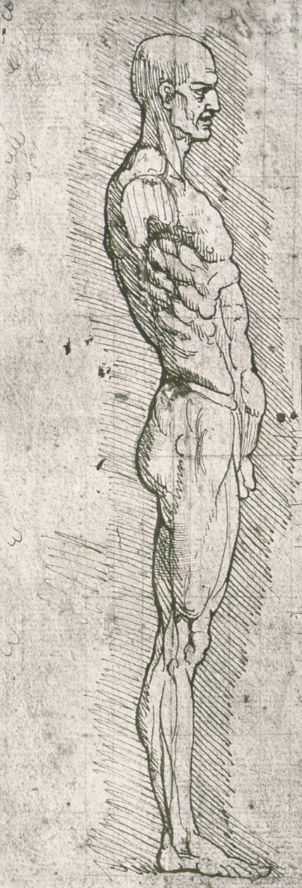 Anatomik Çalışma (kağıt üzerine kalem ve mürekkep) by Leonardo da Vinci