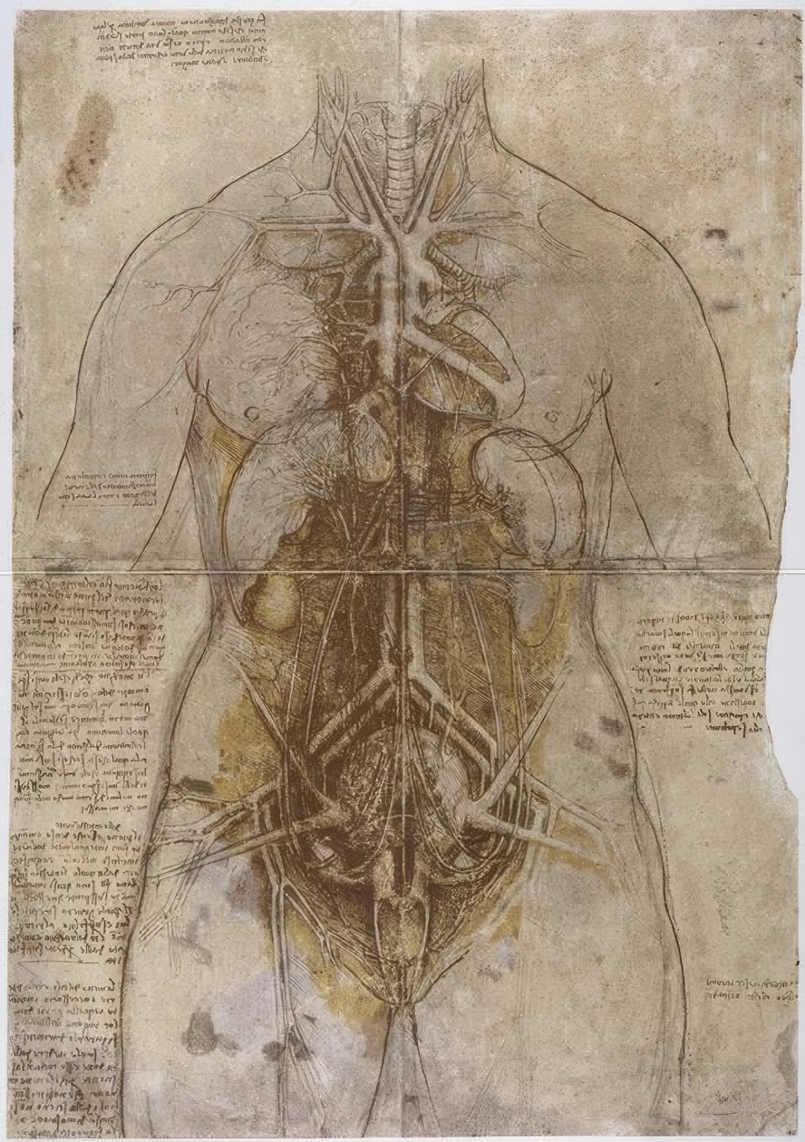 Anatomi Çalışması by Leonardo da Vinci