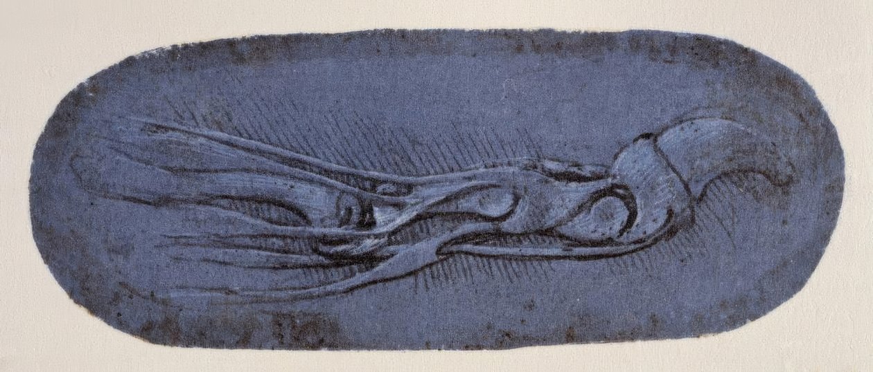 Anatomi Çalışması by Leonardo da Vinci