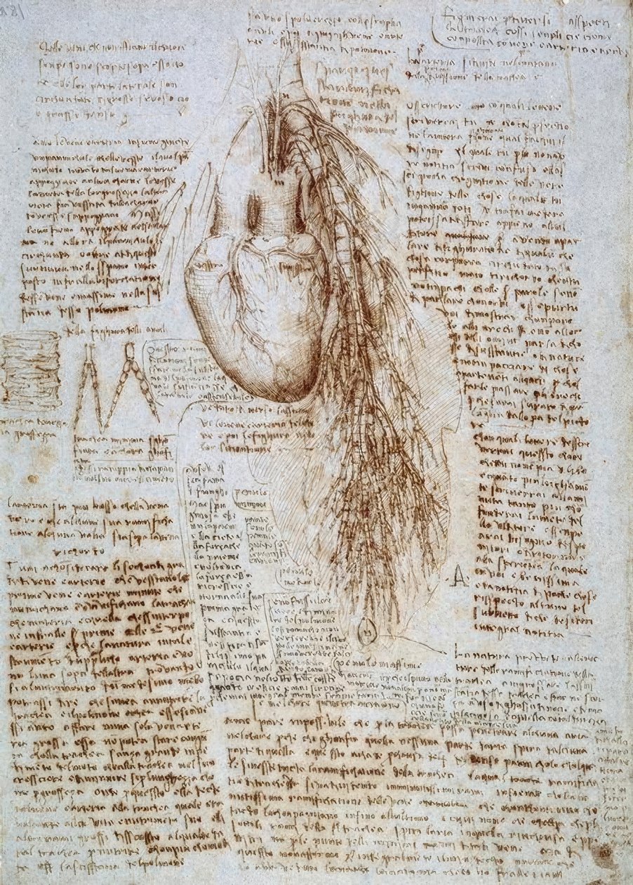 Anatomi çalışması: akciğerlerle birlikte kalp ve çevresindeki kan damarları by Leonardo da Vinci