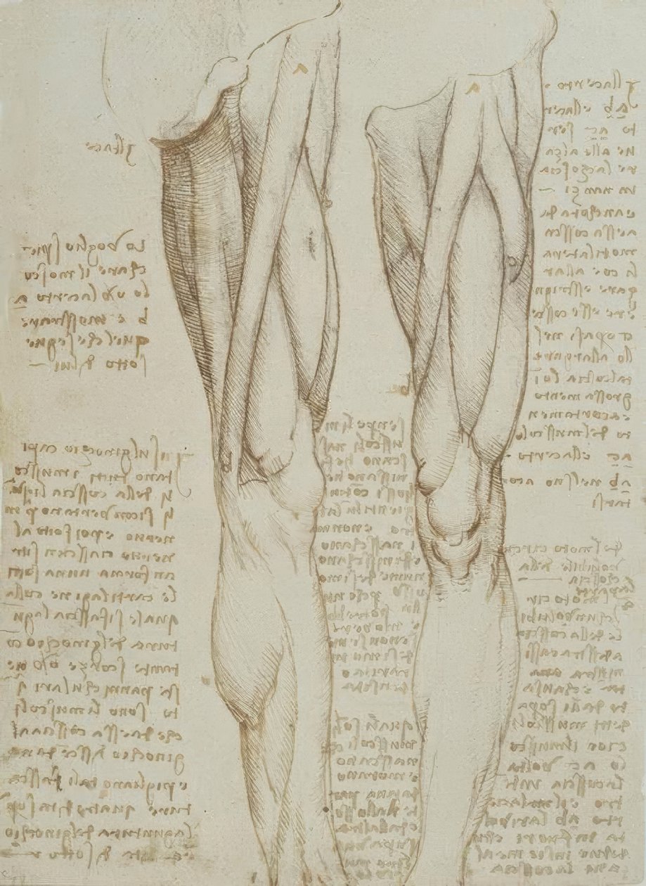 anatomi eğitimi by Leonardo da Vinci
