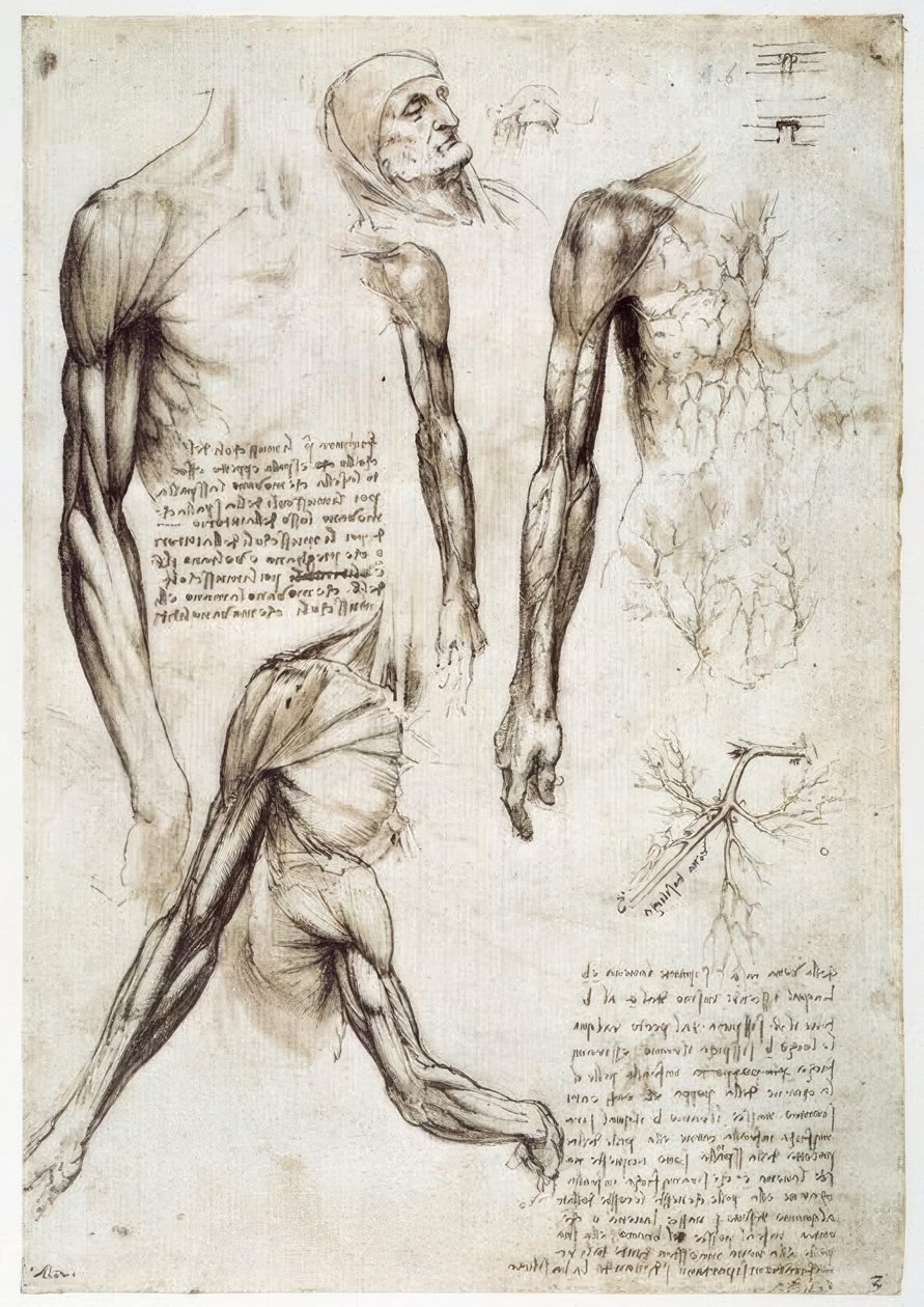 anatomi eğitimi by Leonardo da Vinci